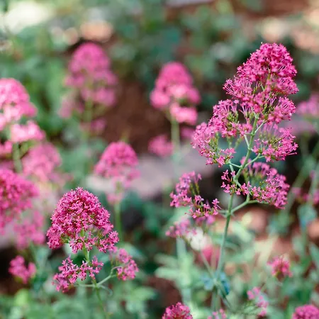 In With Sunny Garden