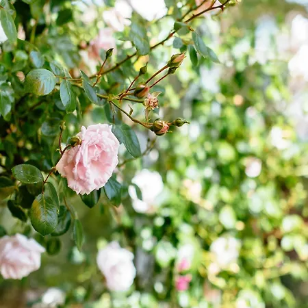 فيلة In With Sunny Garden