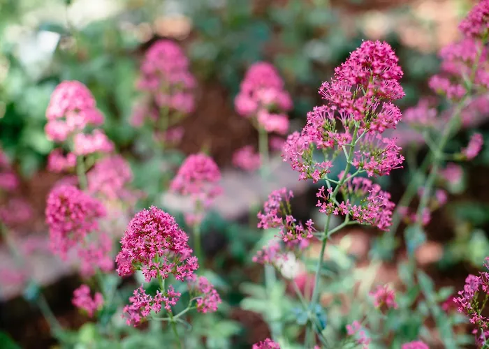 In With Sunny Garden