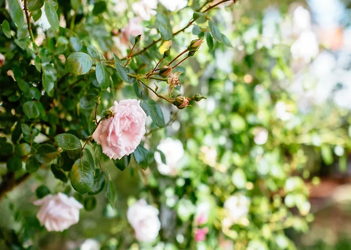 Villa In With Sunny Garden